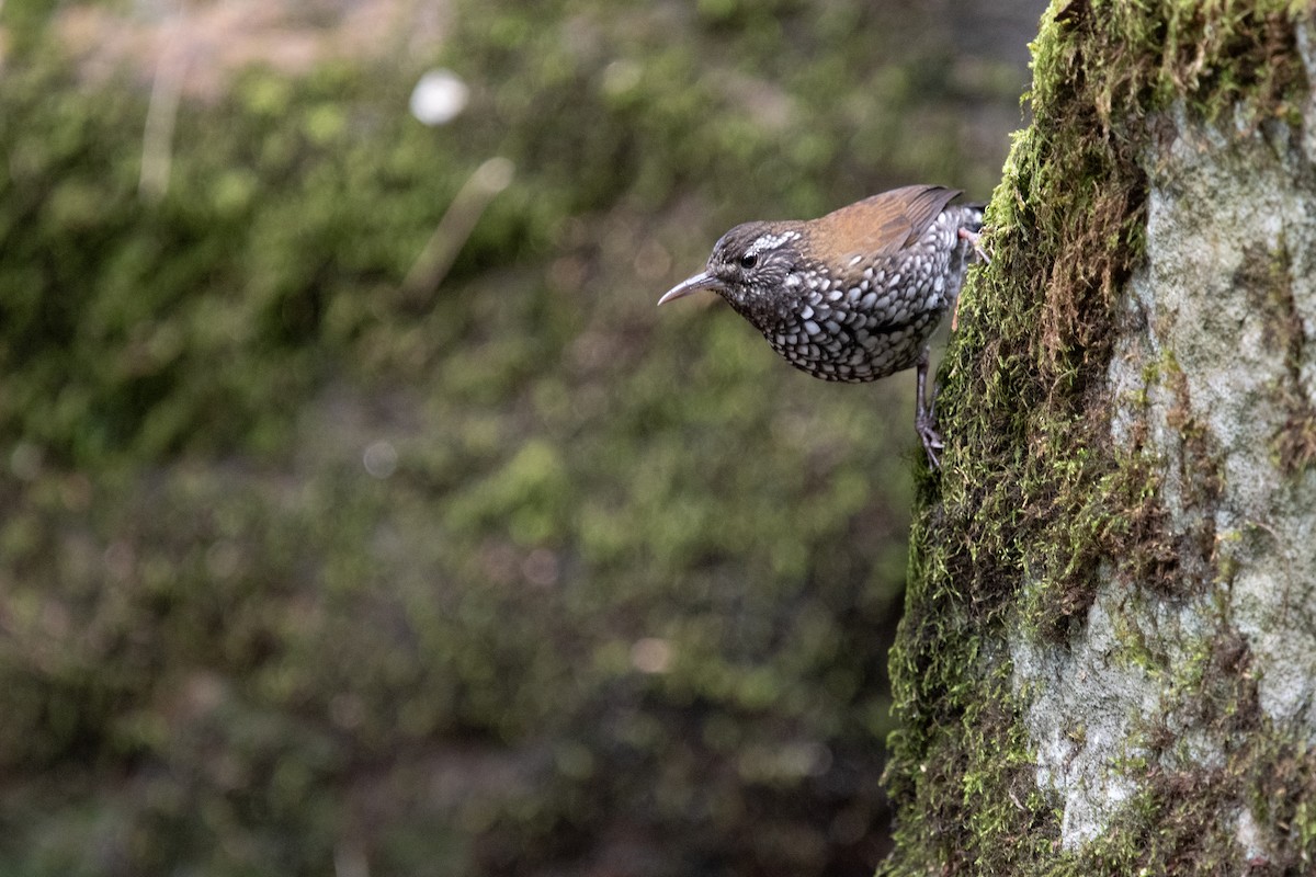 Sharp-tailed Streamcreeper - ML622826298