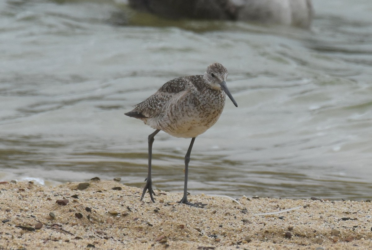 Willet (Western) - ML622826305