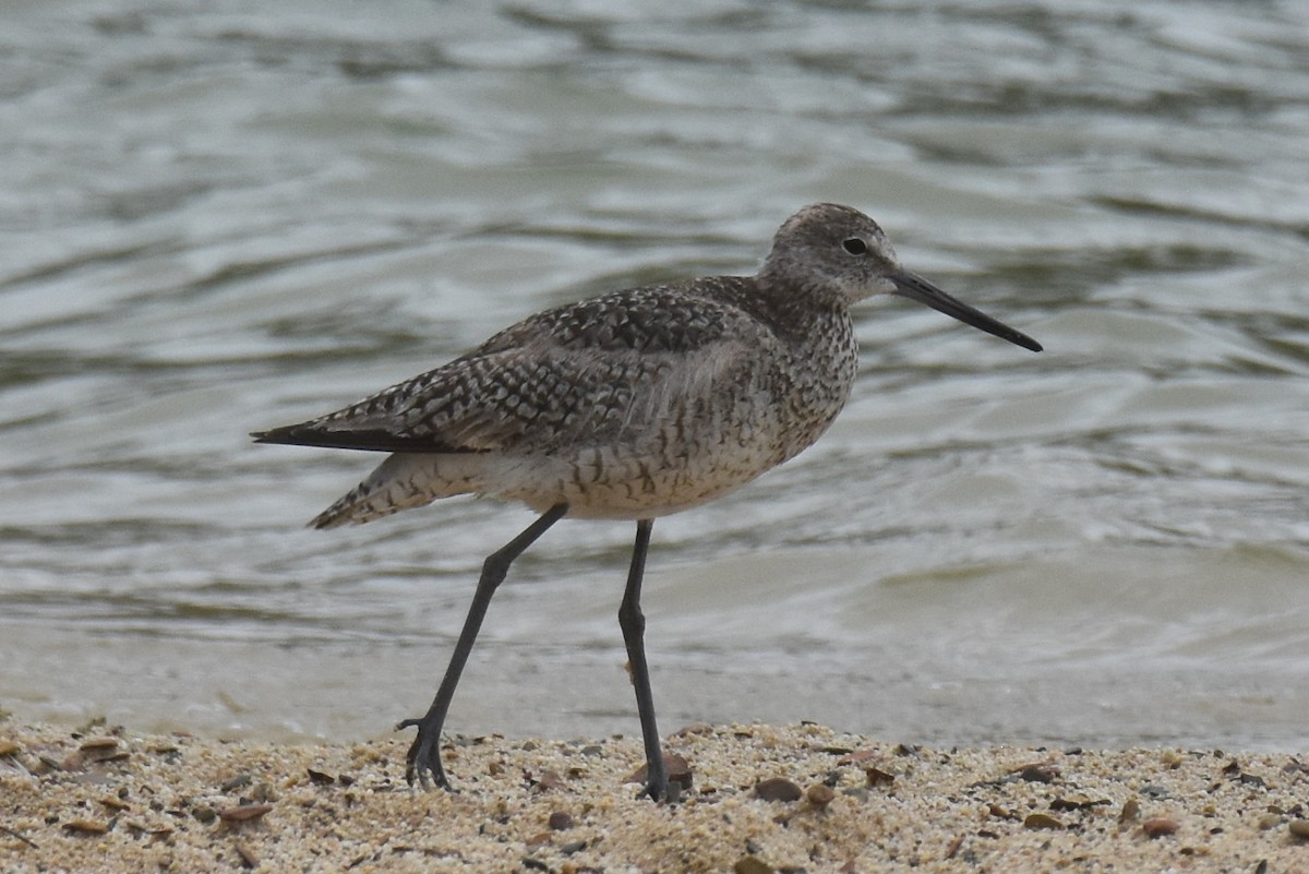 Willet (Western) - ML622826306