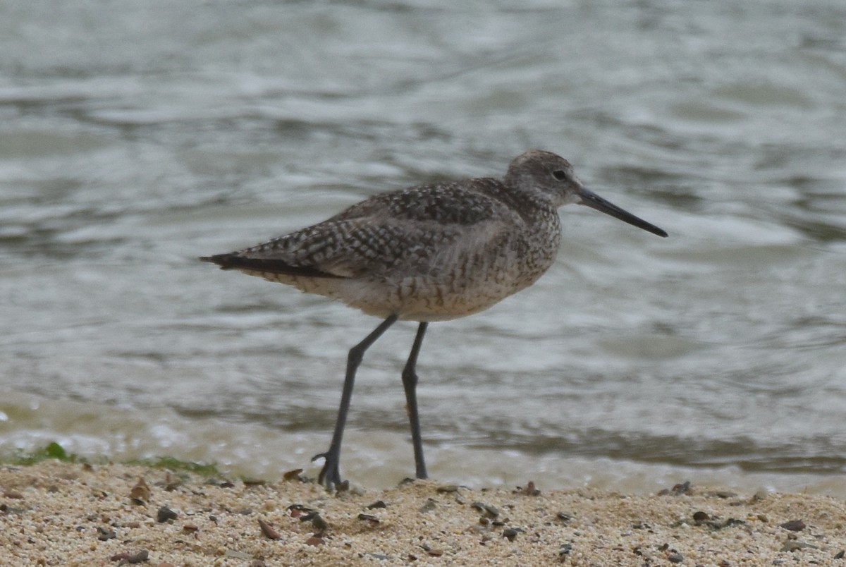 Willet (Western) - ML622826307