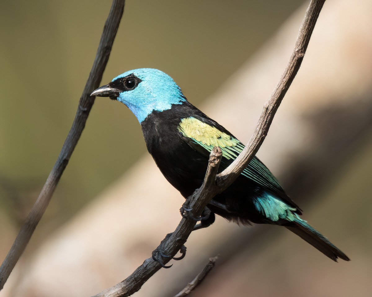 Blue-necked Tanager - ML622826314