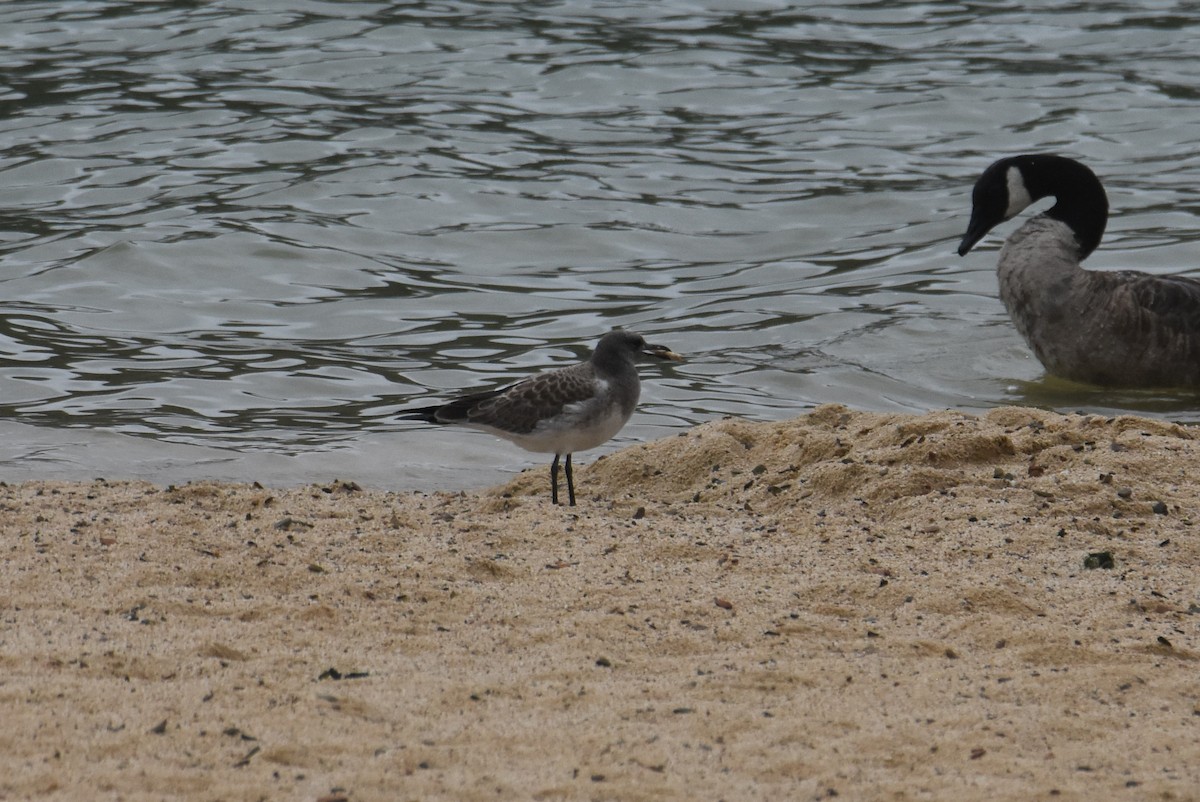 Laughing Gull - ML622826349