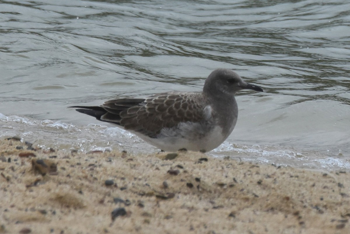 Laughing Gull - ML622826350