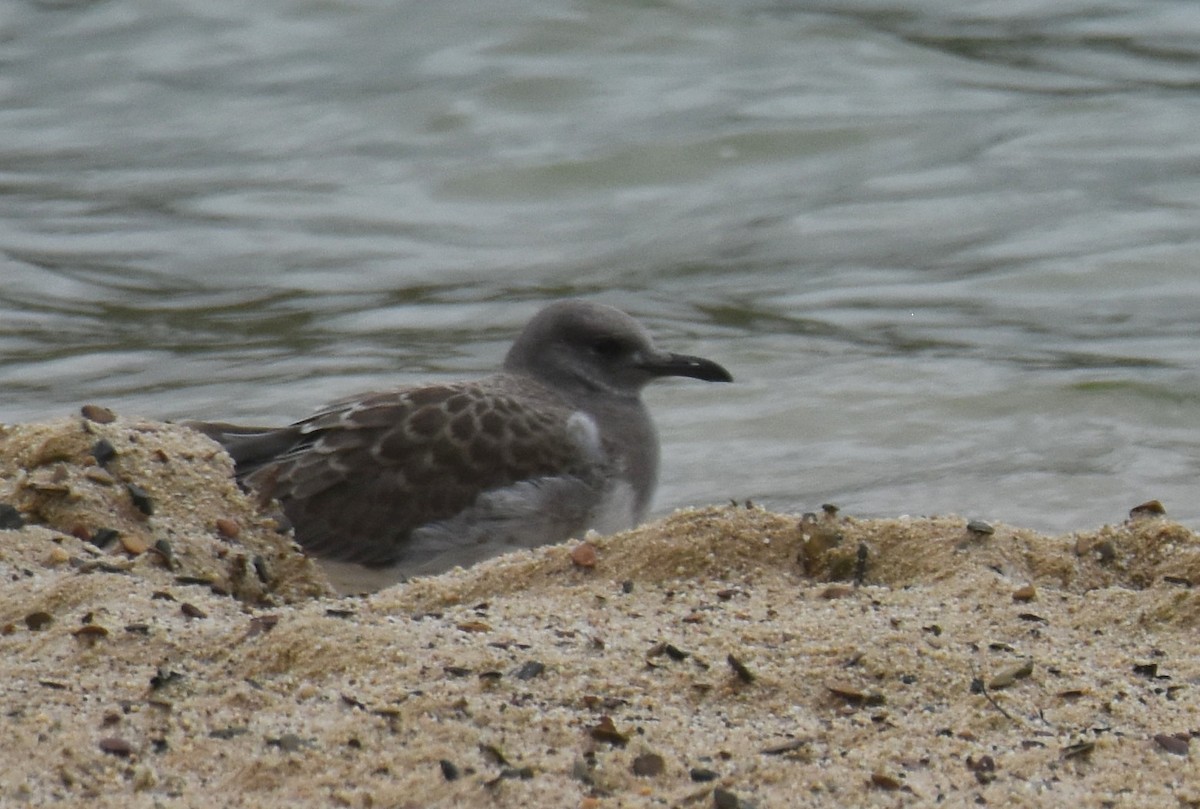 Laughing Gull - ML622826351