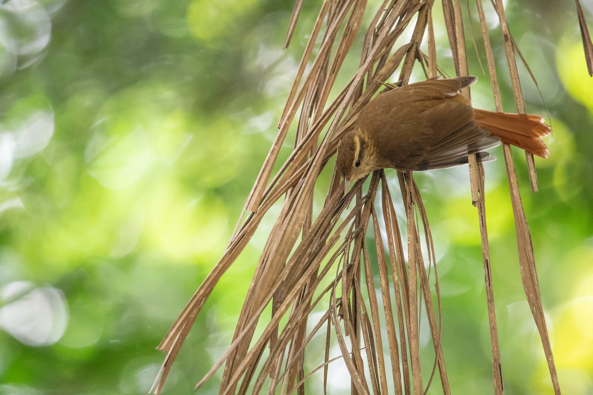 White-browed Foliage-gleaner - ML622826390