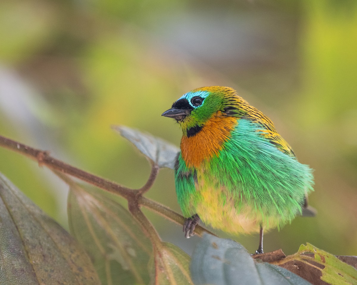 Brassy-breasted Tanager - ML622826461
