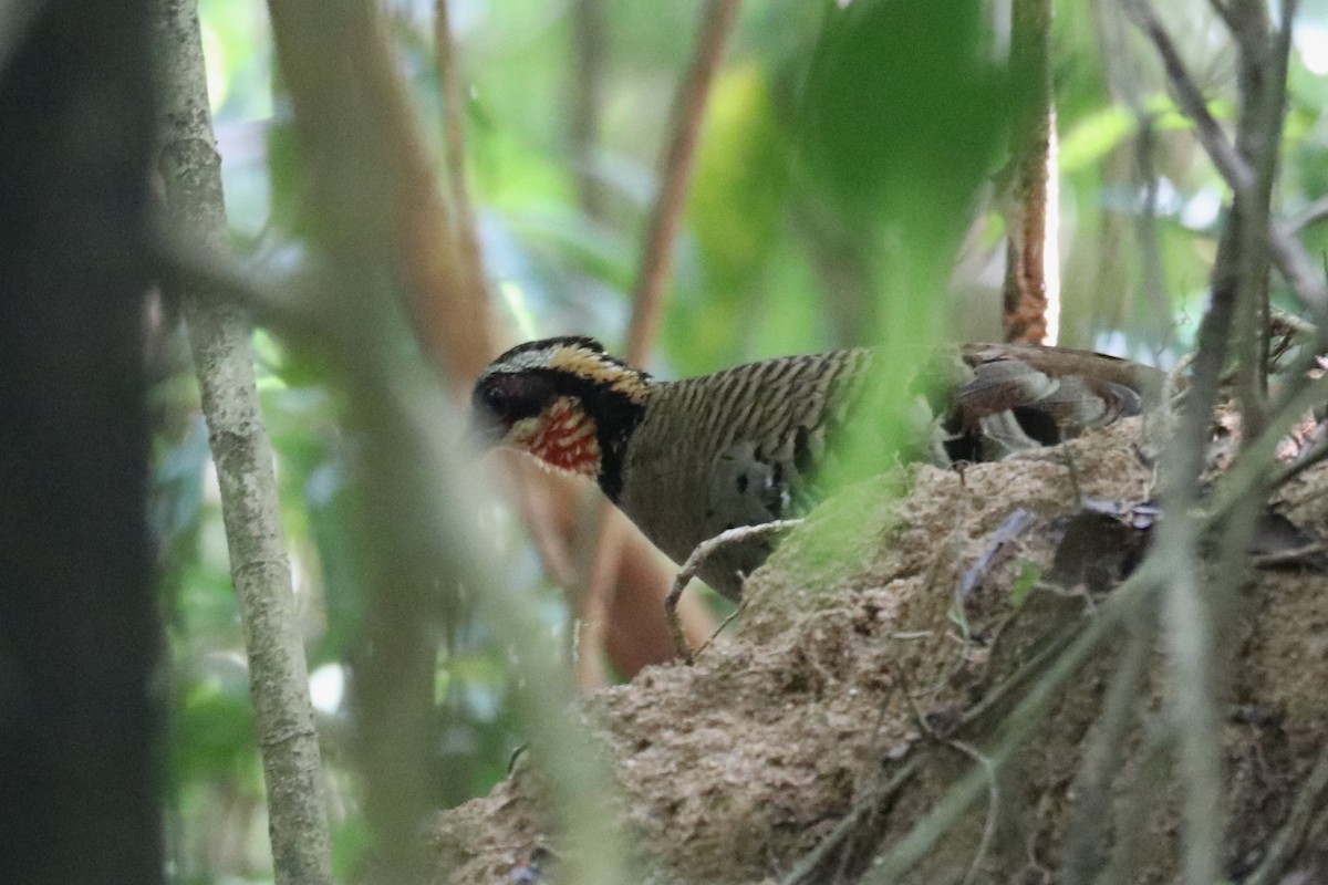 Orange-necked Partridge - ML622826462