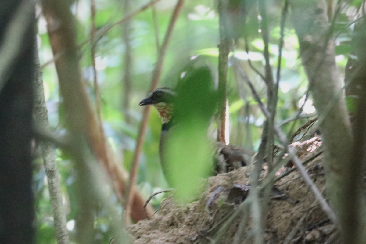 Orange-necked Partridge - ML622826464