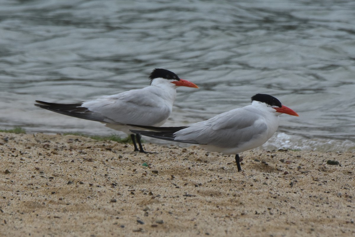 Caspian Tern - ML622826466