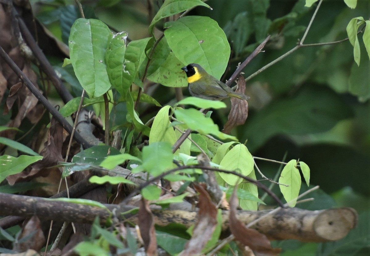 Cuban Grassquit - ML622826469