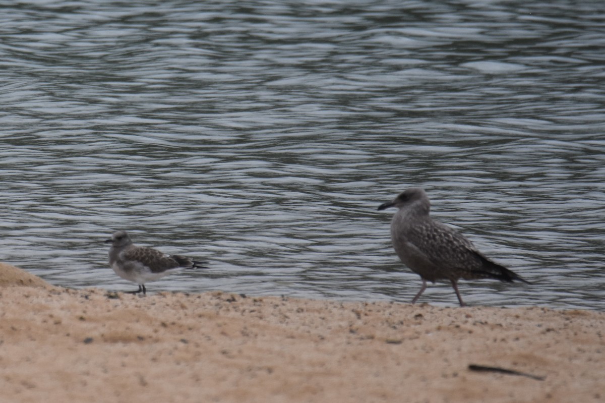 Herring Gull (American) - ML622826498