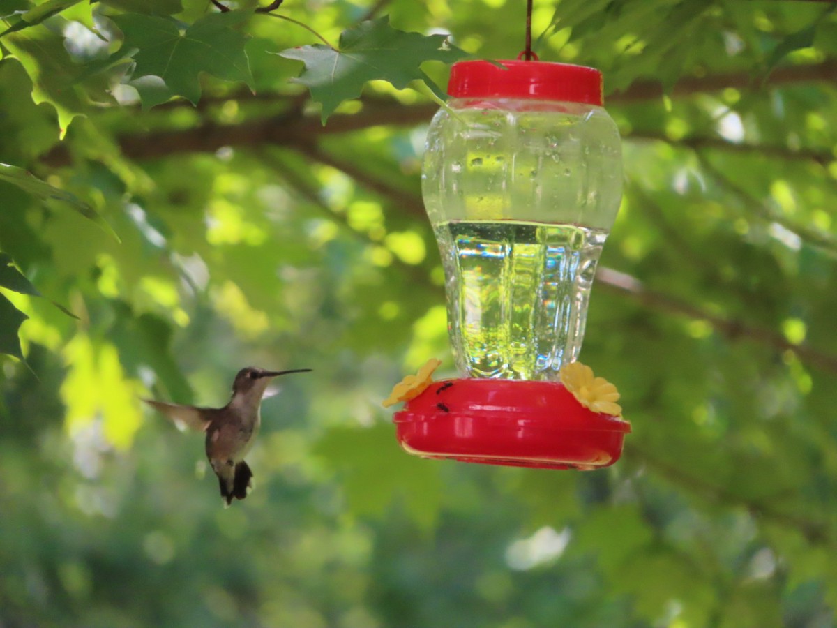 Ruby-throated Hummingbird - Jennifer Segrest