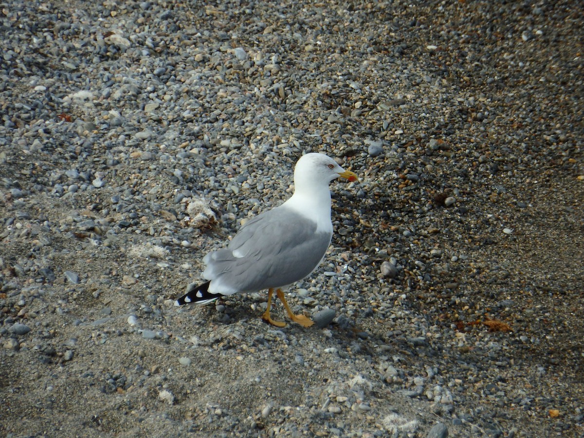 Yellow-legged Gull - Duarte Frade