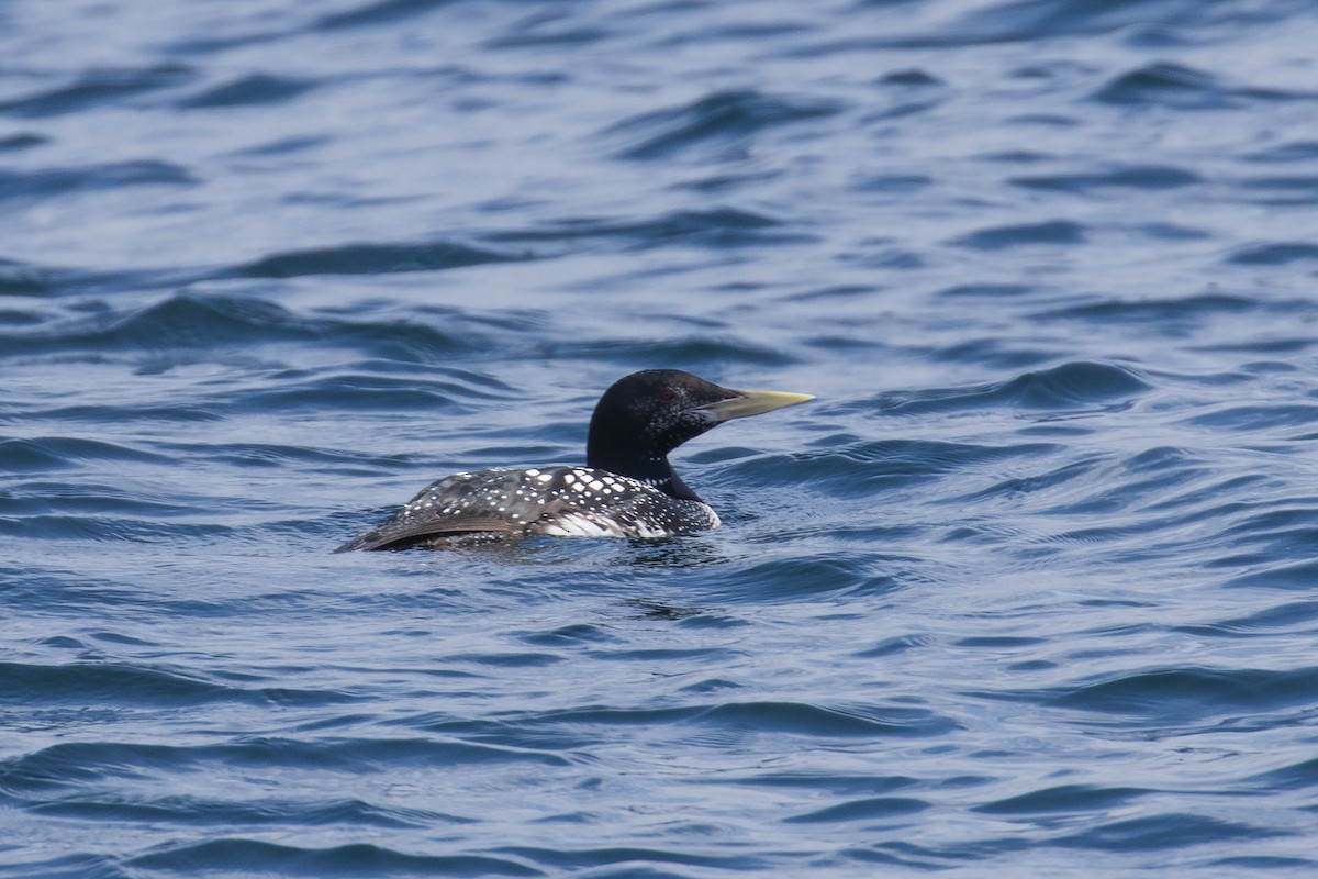 白嘴潛鳥 - ML622826539