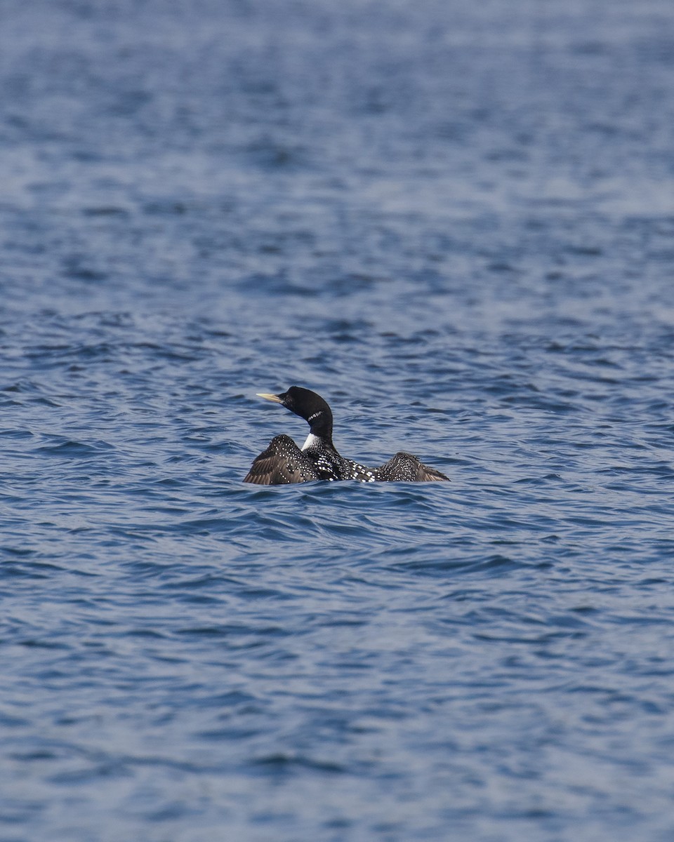 白嘴潛鳥 - ML622826540