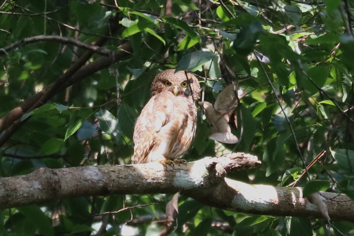 Asian Barred Owlet - ML622826602