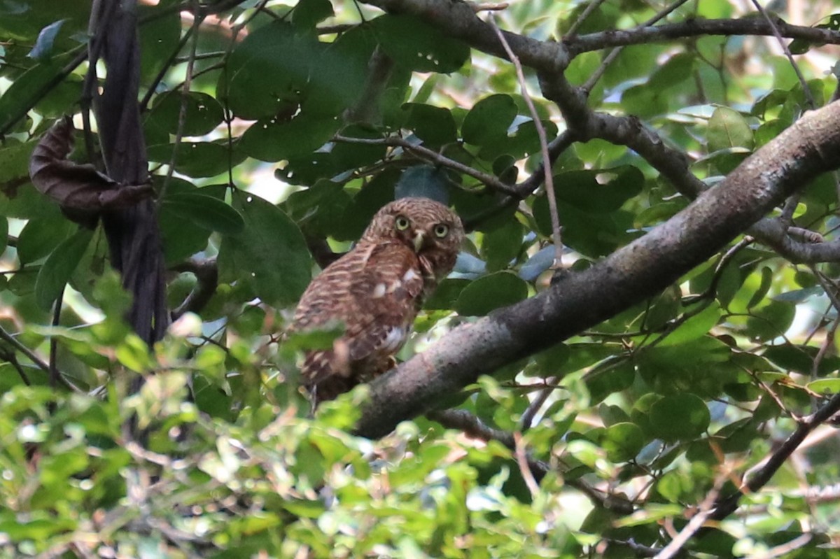 Asian Barred Owlet - ML622826605