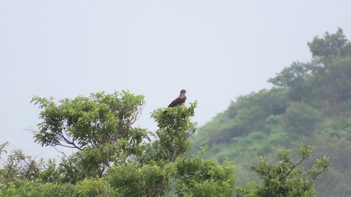 White-tailed Hawk - ML622826637