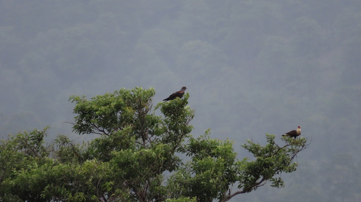 White-tailed Hawk - ML622826638