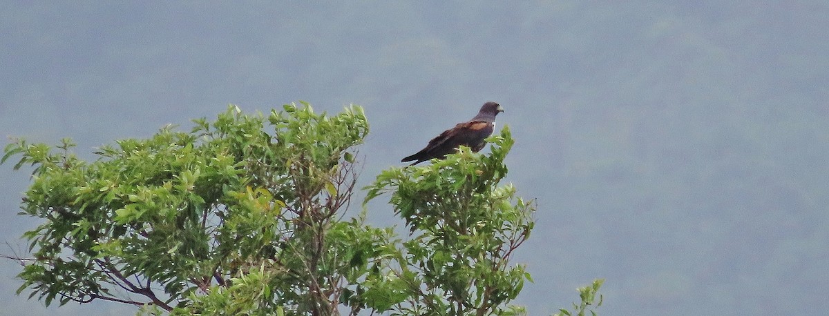 White-tailed Hawk - ML622826649