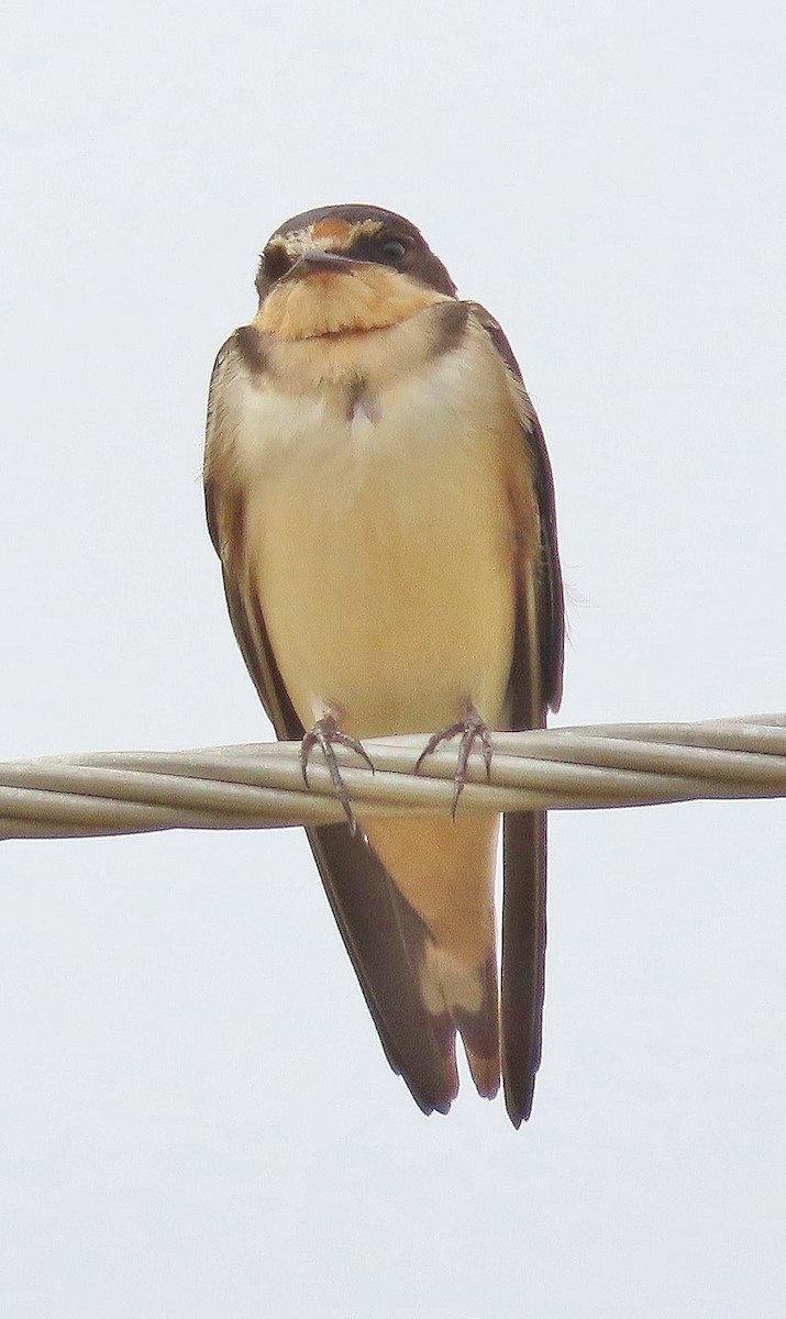 Barn Swallow - ML622826671