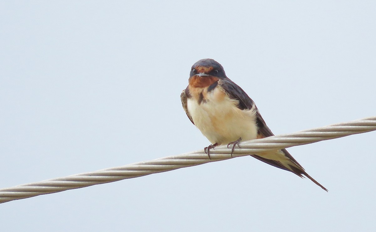 Barn Swallow - ML622826672