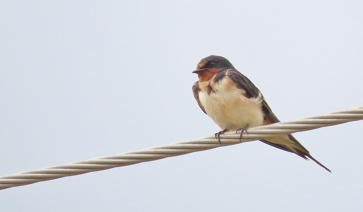 Barn Swallow - ML622826674