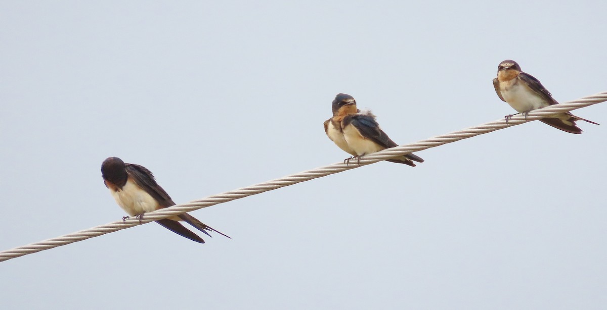 Barn Swallow - ML622826675