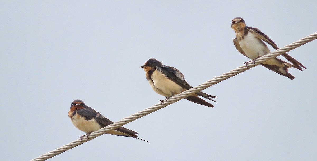 Barn Swallow - ML622826676