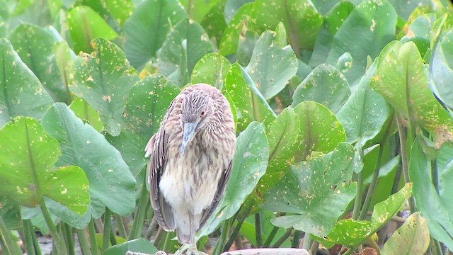 Black-crowned Night Heron - ML622826686