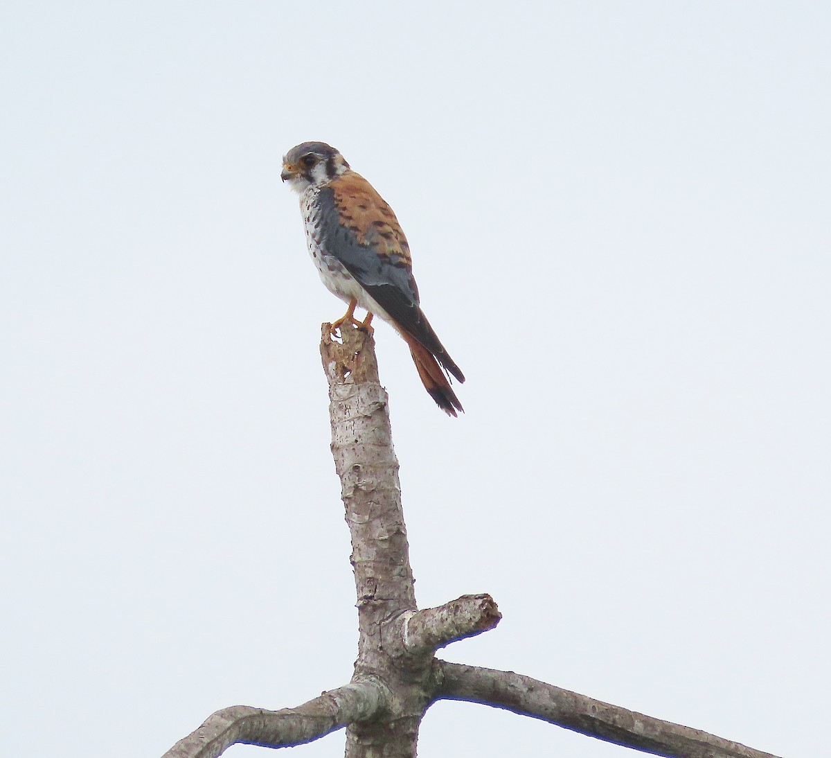 American Kestrel - ML622826709