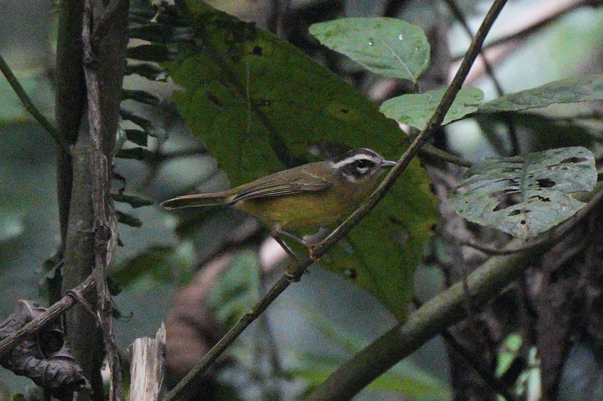 Three-striped Warbler - ML622826710