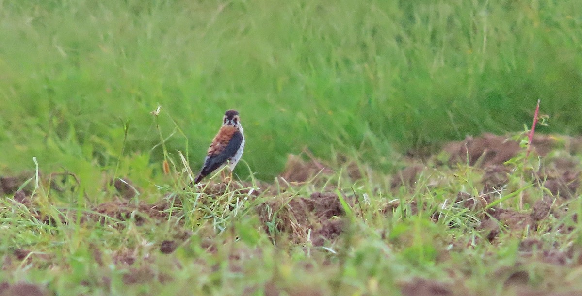 American Kestrel - ML622826716