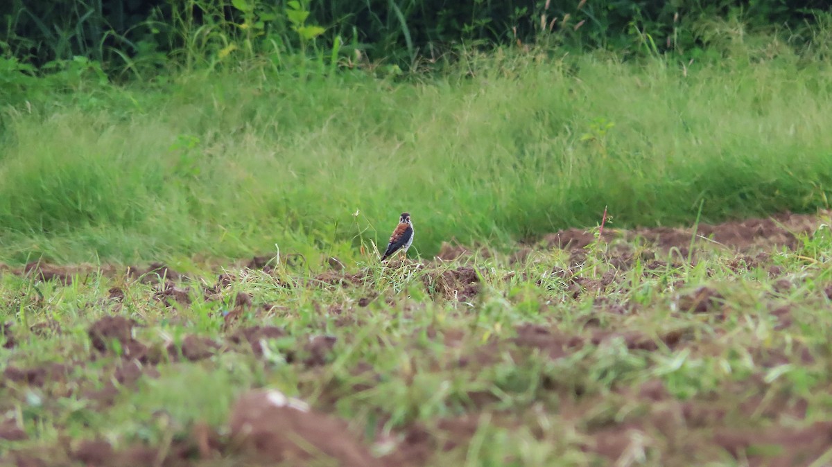 American Kestrel - ML622826718