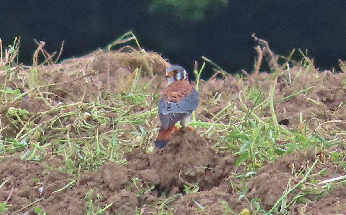 American Kestrel - ML622826726