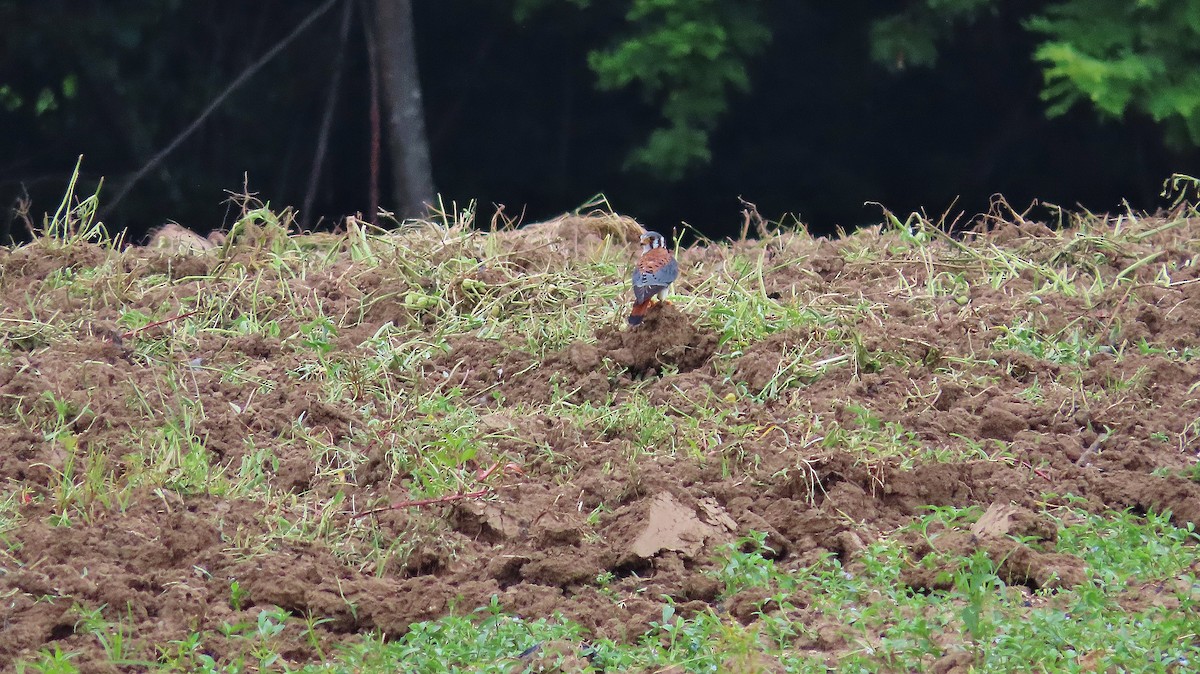 American Kestrel - ML622826727