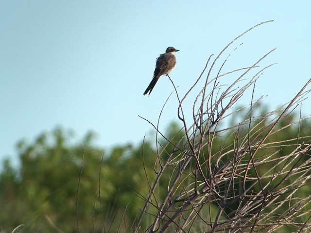 Fork-tailed Flycatcher - ML62282681