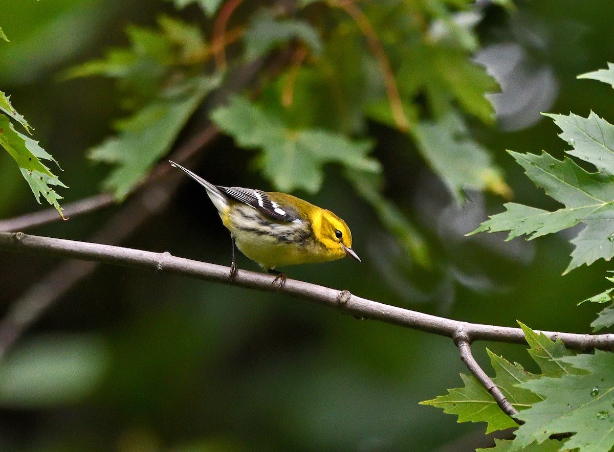 Black-throated Green Warbler - Tom Long