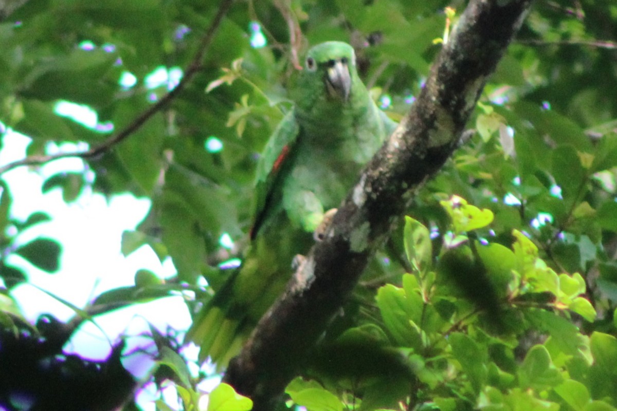 Mealy Parrot (Southern) - Tommy DeBardeleben