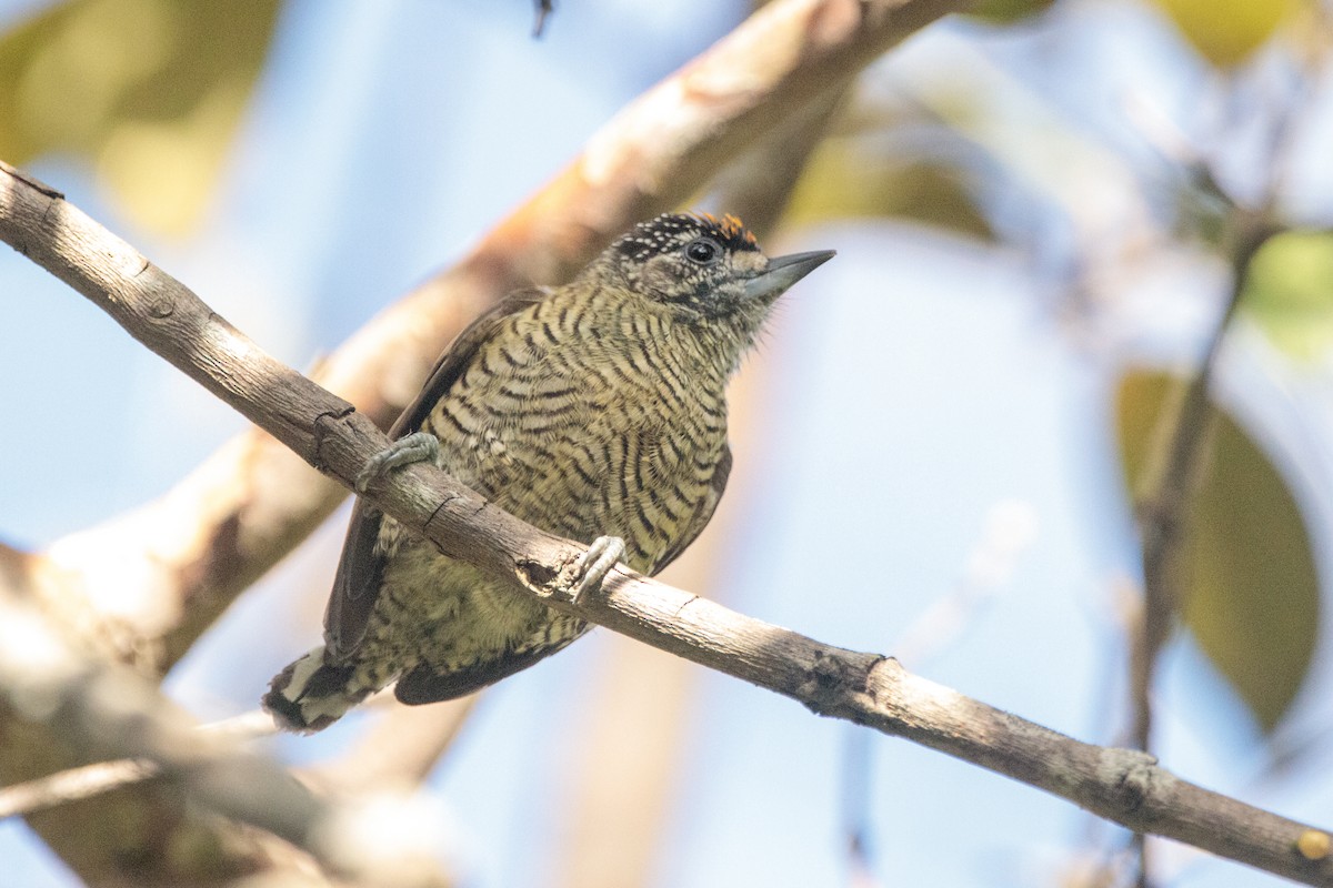 Golden-spangled Piculet (Pernambuco) - ML622826843