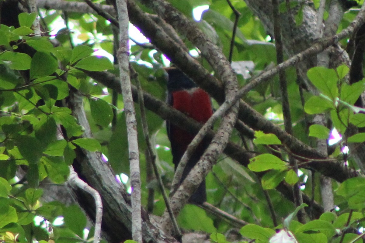 svarthaletrogon (macroura) - ML622826891