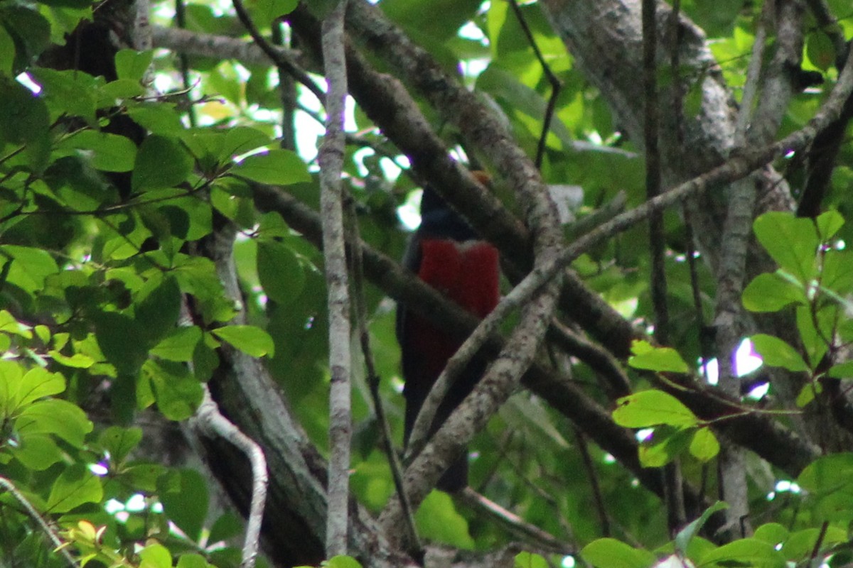 svarthaletrogon (macroura) - ML622826898