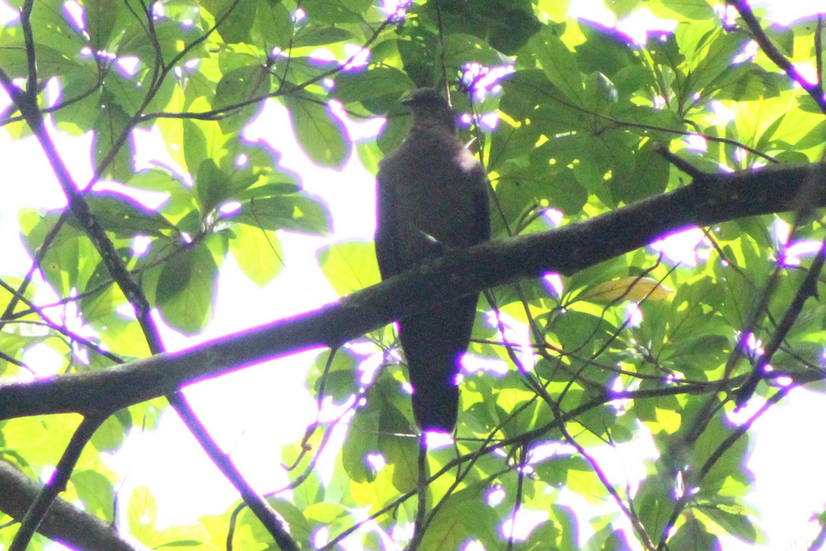 Short-billed Pigeon - Tommy DeBardeleben