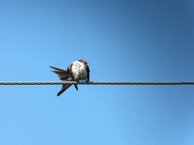 Fork-tailed Flycatcher - Jack Esworthy IV