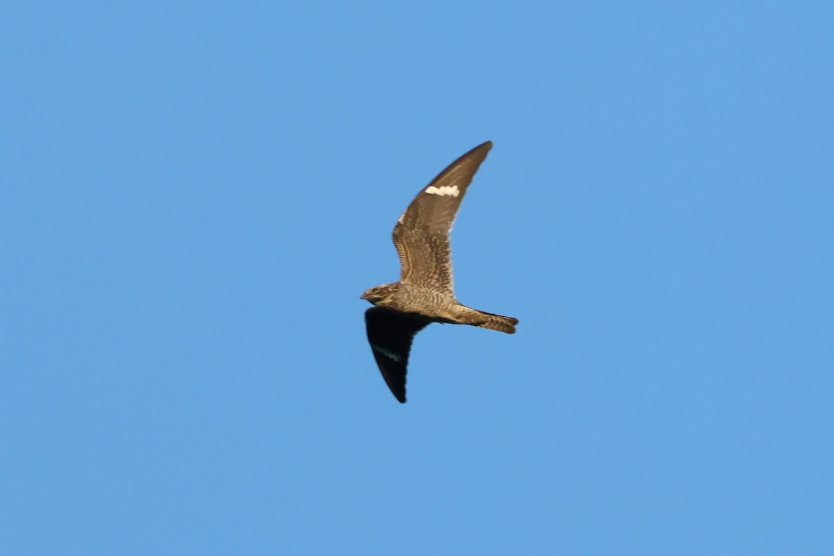 Common Nighthawk - Keith Pflieger