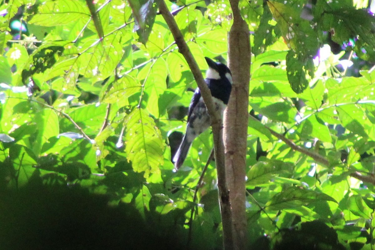 Black-breasted Puffbird - ML622826921