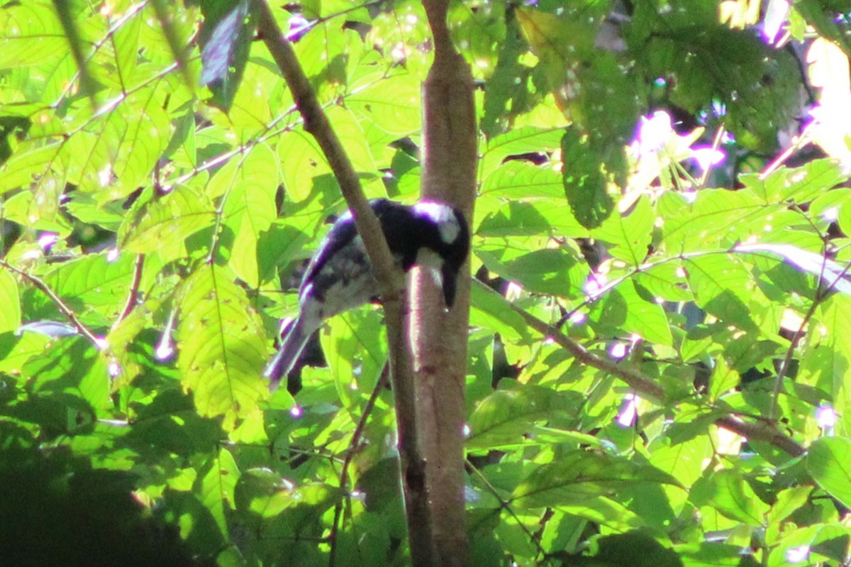 Black-breasted Puffbird - ML622826922