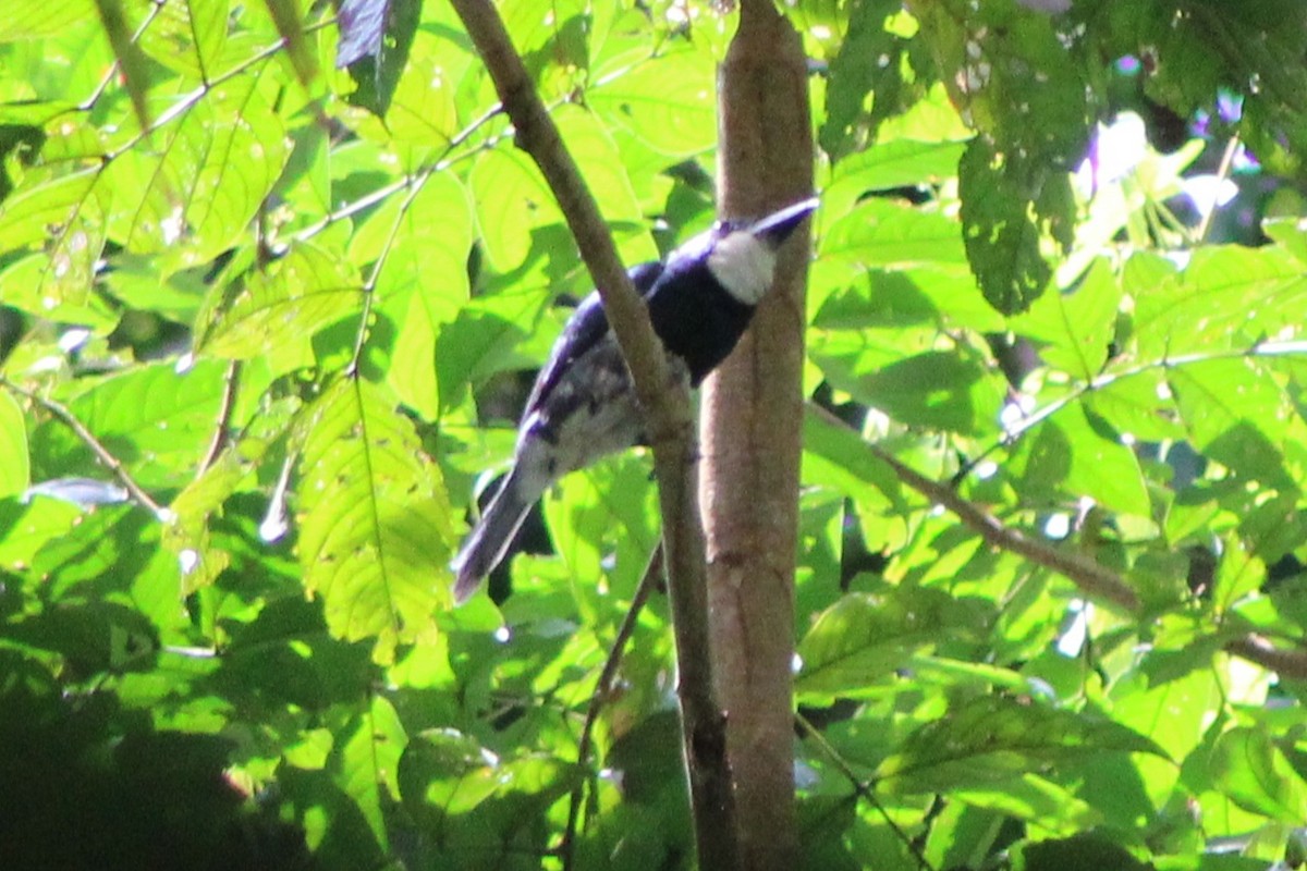 Black-breasted Puffbird - ML622826923