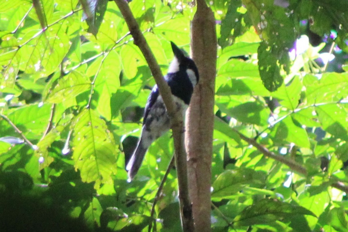 Black-breasted Puffbird - ML622826924