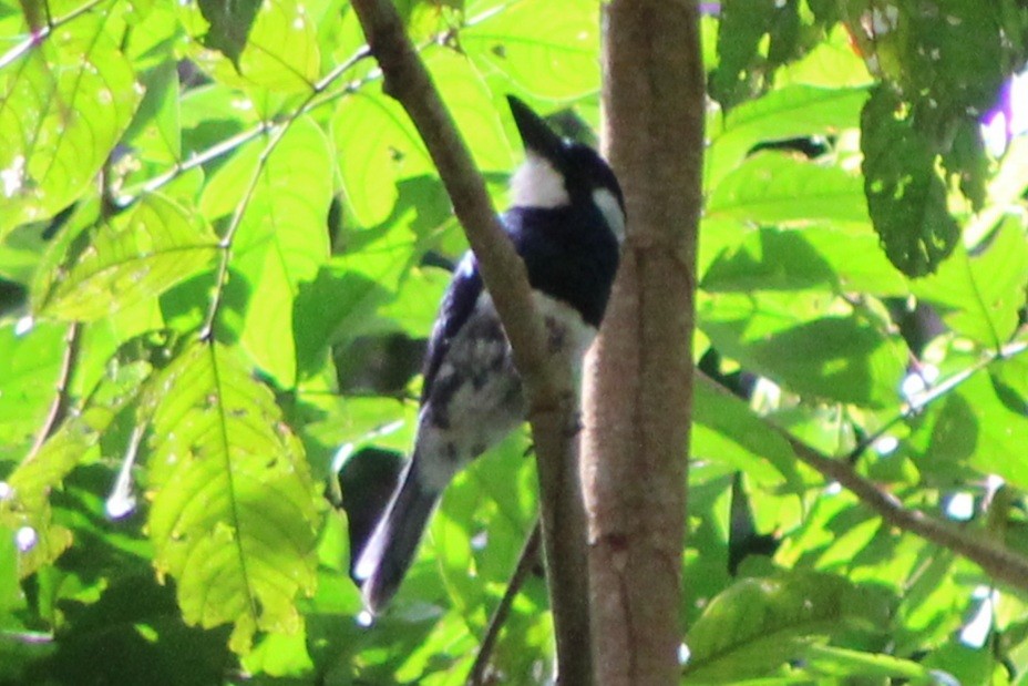 Black-breasted Puffbird - ML622826925